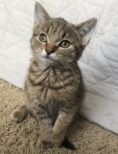 Finn