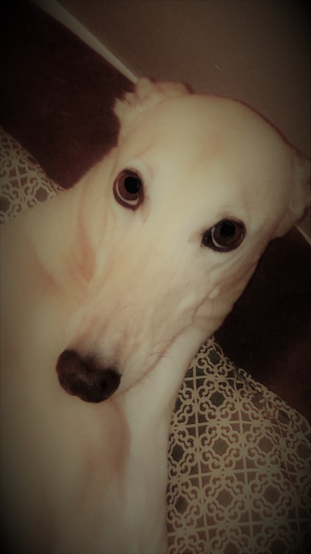 Marcey