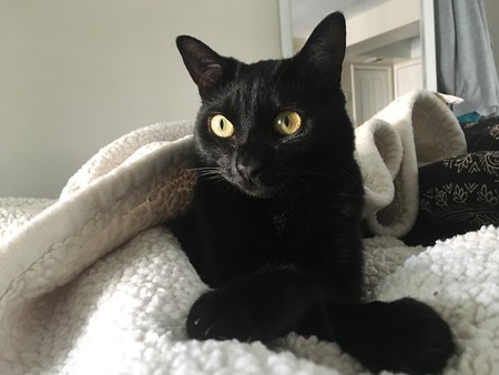 Piper