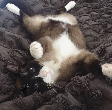 Zorro
