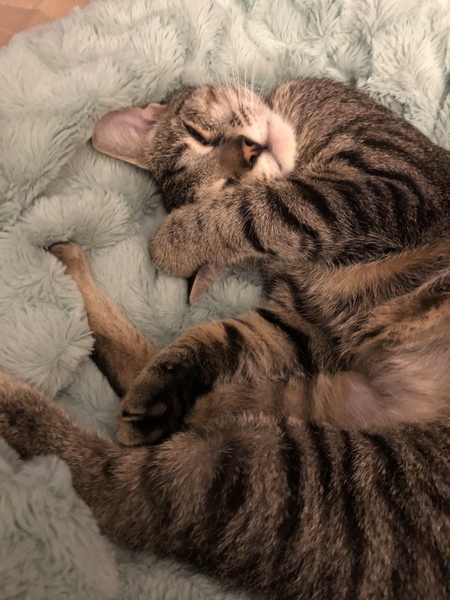 Maggie the Cat