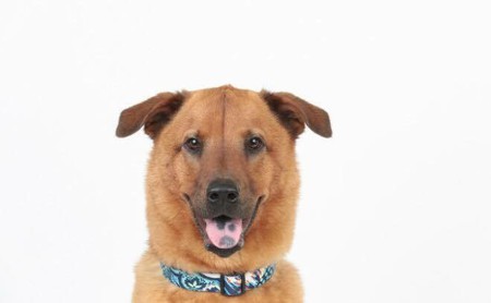 Scooby Doo