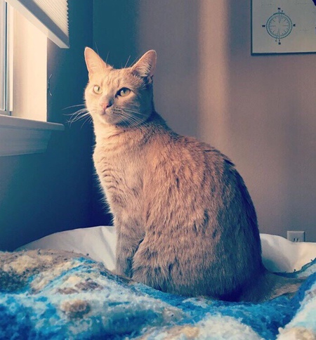 Peaches