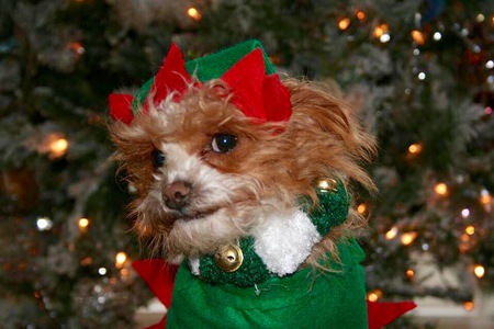 Gidget