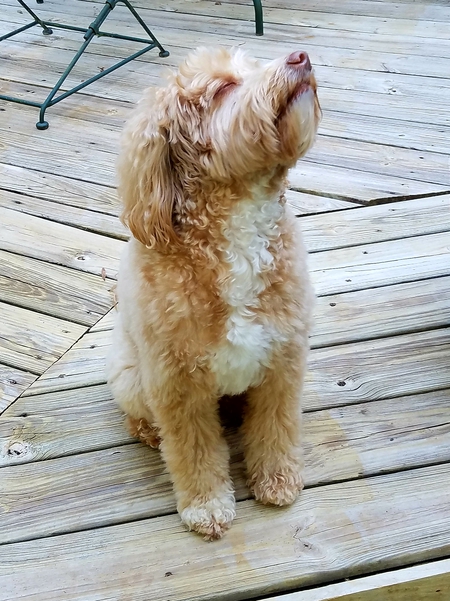 JAX