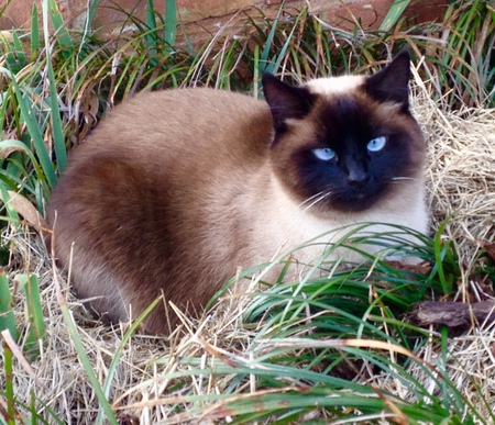 Bella