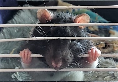 Frito