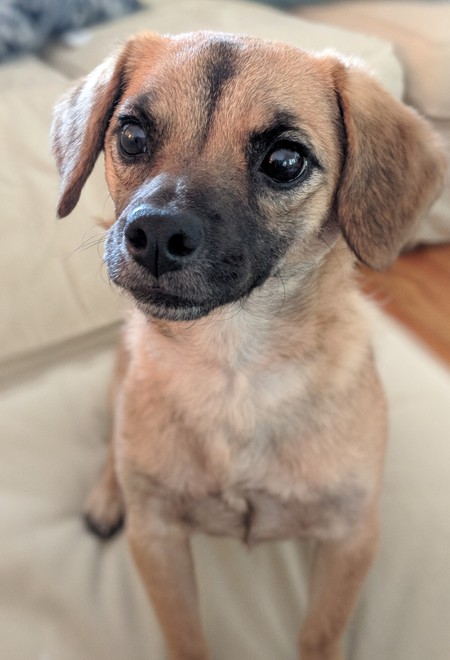 Gracie