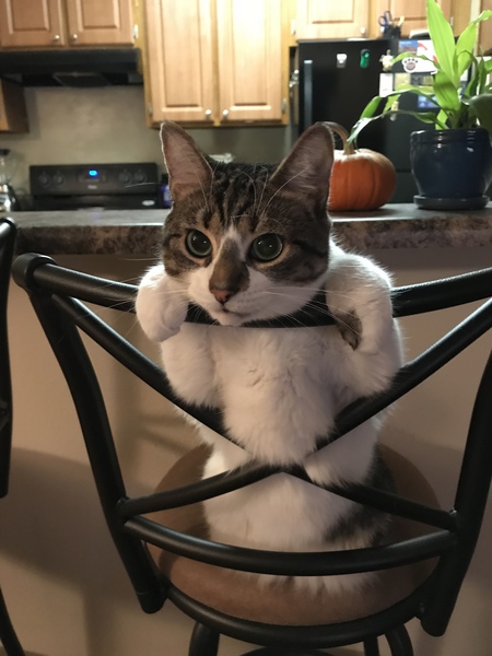 Kali