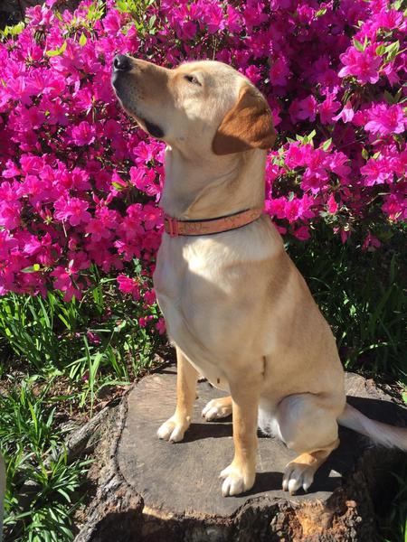 Lilly