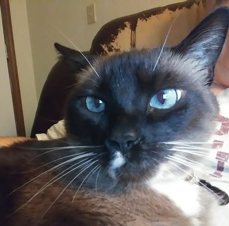 Louie Creole