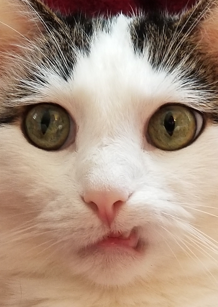 Sampson