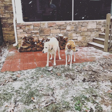 Pearl and Biscuits 
