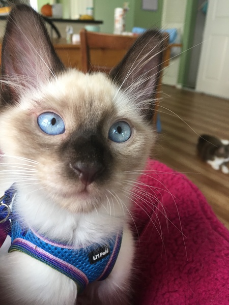 Mocha