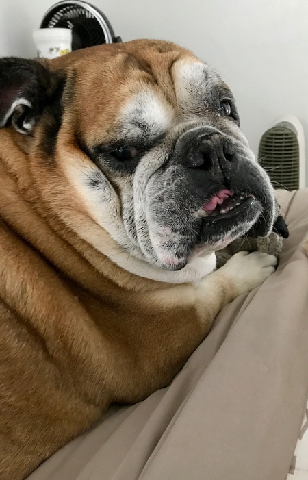 Midge