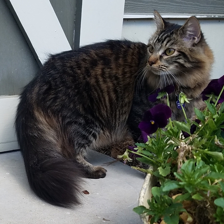 Lila