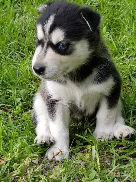 Dodger