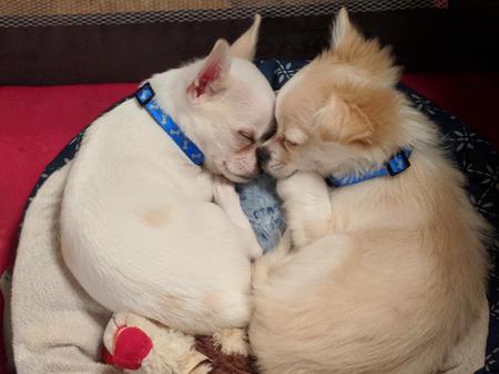 Casper and Toby