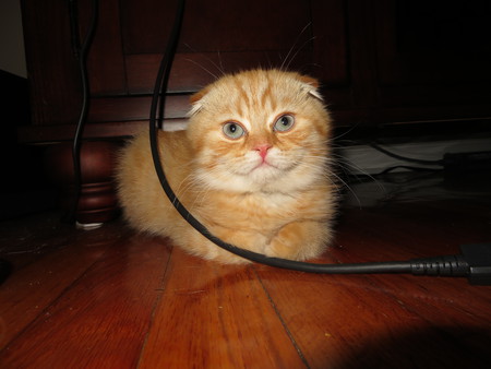 Sheldon