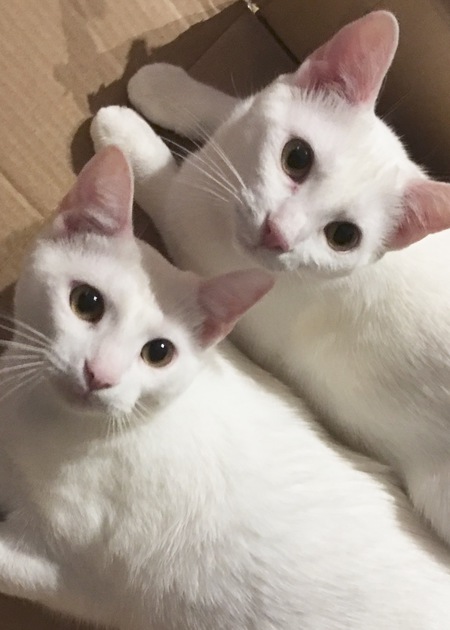 Sugar & Salt