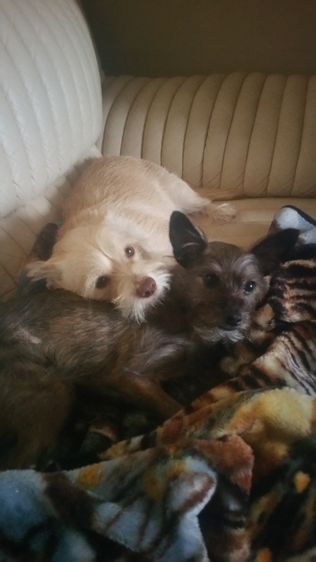 Alfie and Moxie