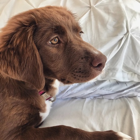 Nova 