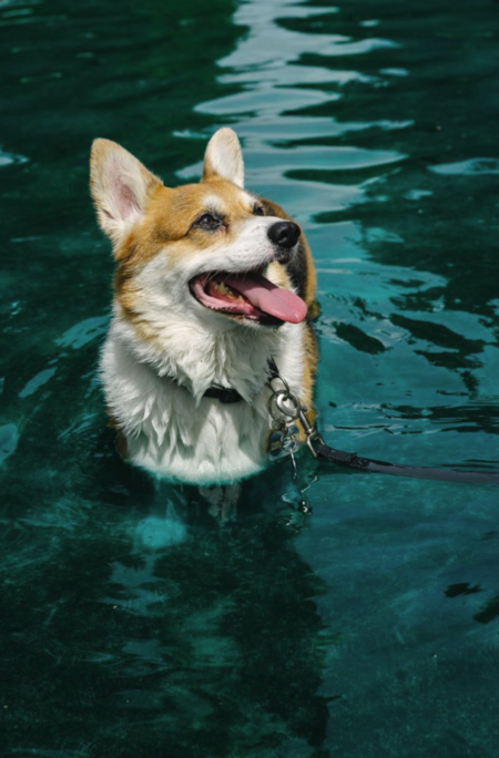 Eric Clapton the Corgi