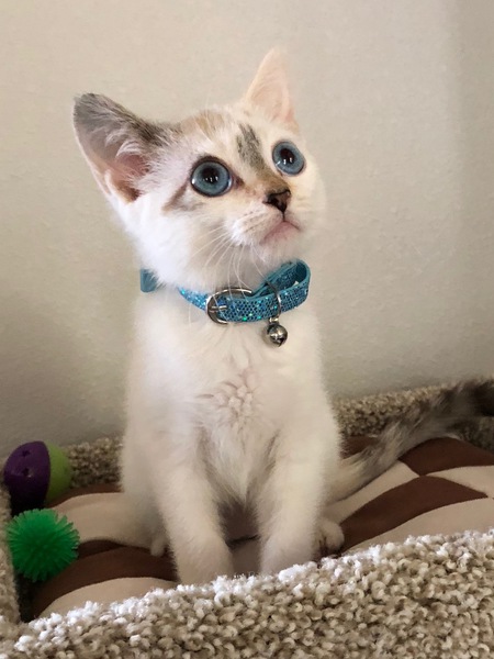 Pearl