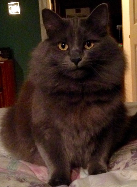 Layla