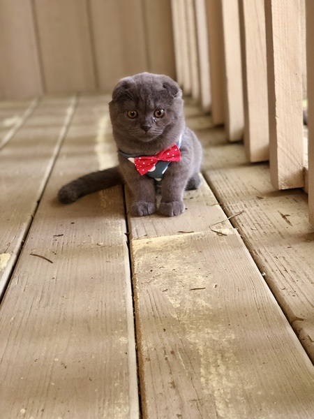 Blu