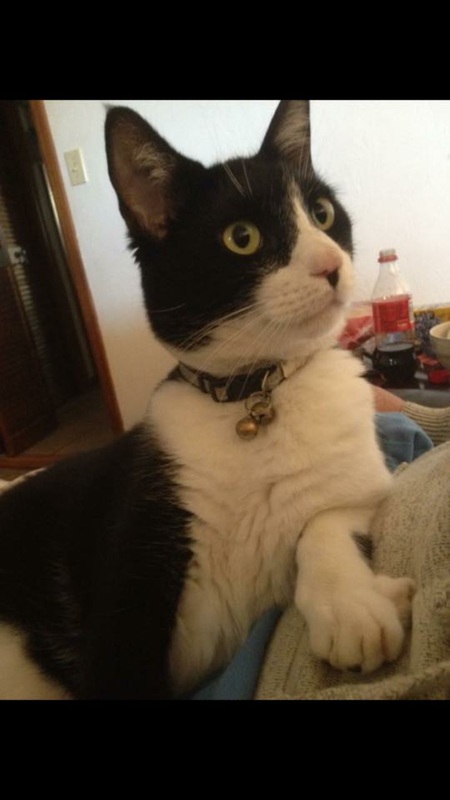 Domino