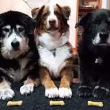 Entry image for Freckles, Ripley & Marge