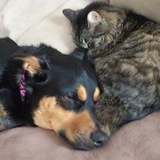 Entry image for Jasmine & Rajah
