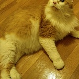 Entry image for Mr Fluffers