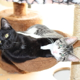 Entry image for Zeke And Britton Ochss