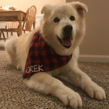 Entry image for Iorek