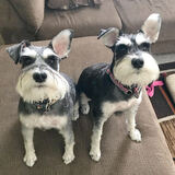 Entry image for Hildi (left) and Ella (right)