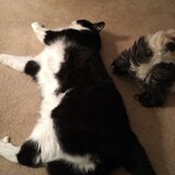 Entry image for Toby & Tuna