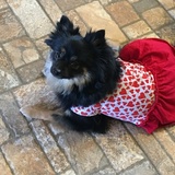 Entry image for Princess Harlie 