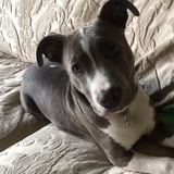 Entry image for Gracie