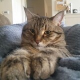 Entry image for Jack Jack the Cat Cat
