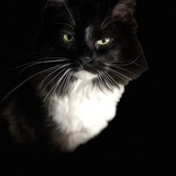 Entry image for Tucker