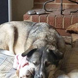 Entry image for Koda & Gracie