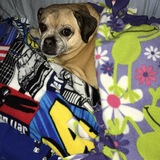 Entry image for Dexter