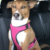 Entry image for Bella