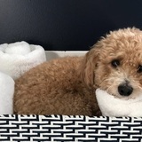 Entry image for Bailey