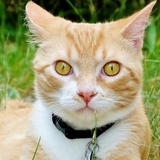 Entry image for Buster