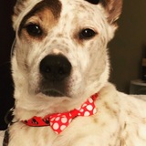 Entry image for Ginger