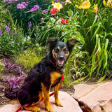 Entry image for Bandit