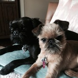 Entry image for JoJo and Oscar